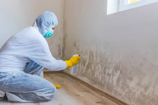 Licensed Mold Cleanup service in Lebanon, IL - WQB Mold Removal