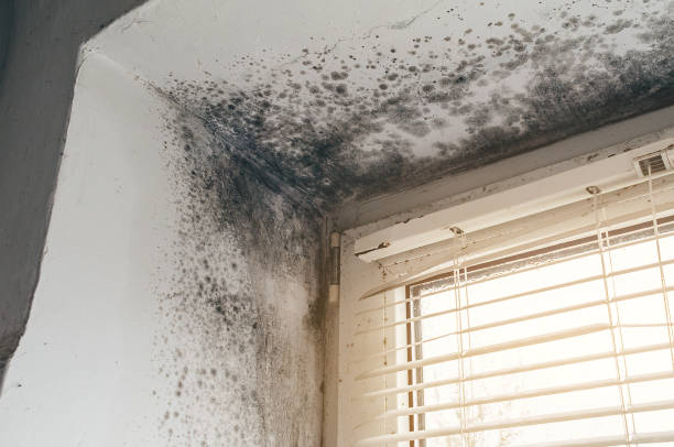 Affordable Mold Cleanup solutions in Lebanon, IL