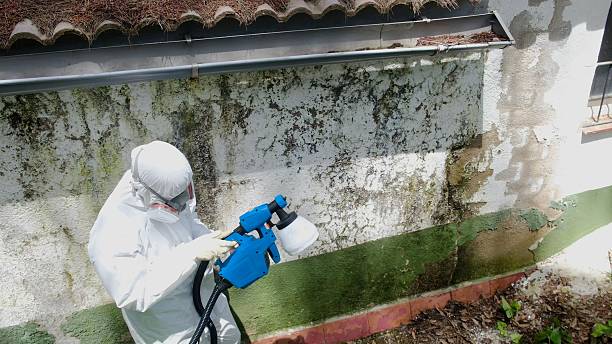 Top rated local Mold Cleanup specialists in Lebanon, IL